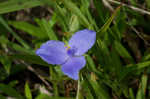 Virginia spiderwort